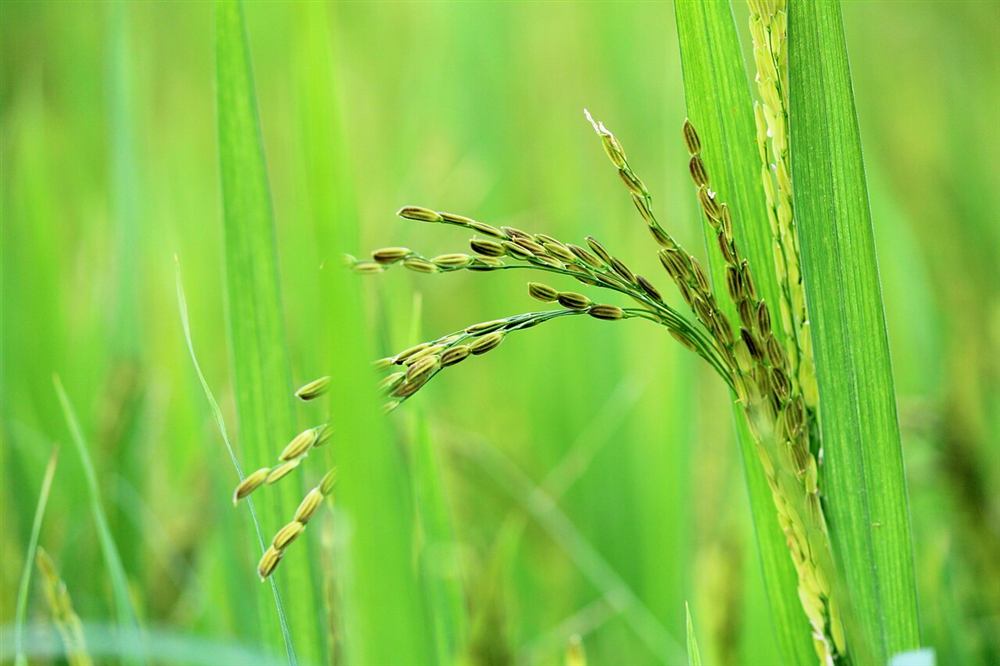Ripening rice on a green Palakkad paddy field